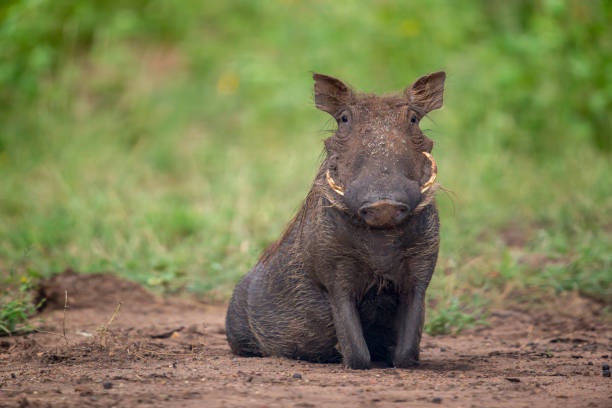 A large warthog in Ruaha National Park, seen by tourists on a Tanzania Safari from a tented camp in Southern Tanzania.