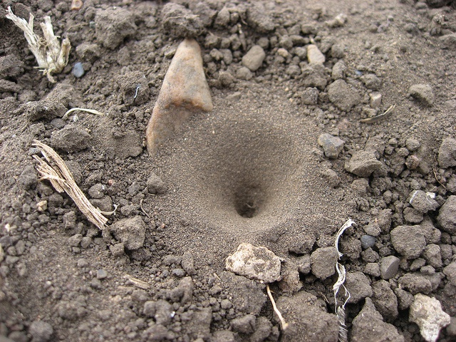 A sandpit found made by a lionant found at a tented safari camp in Southern Tanzania when on a Tanzania Safari.