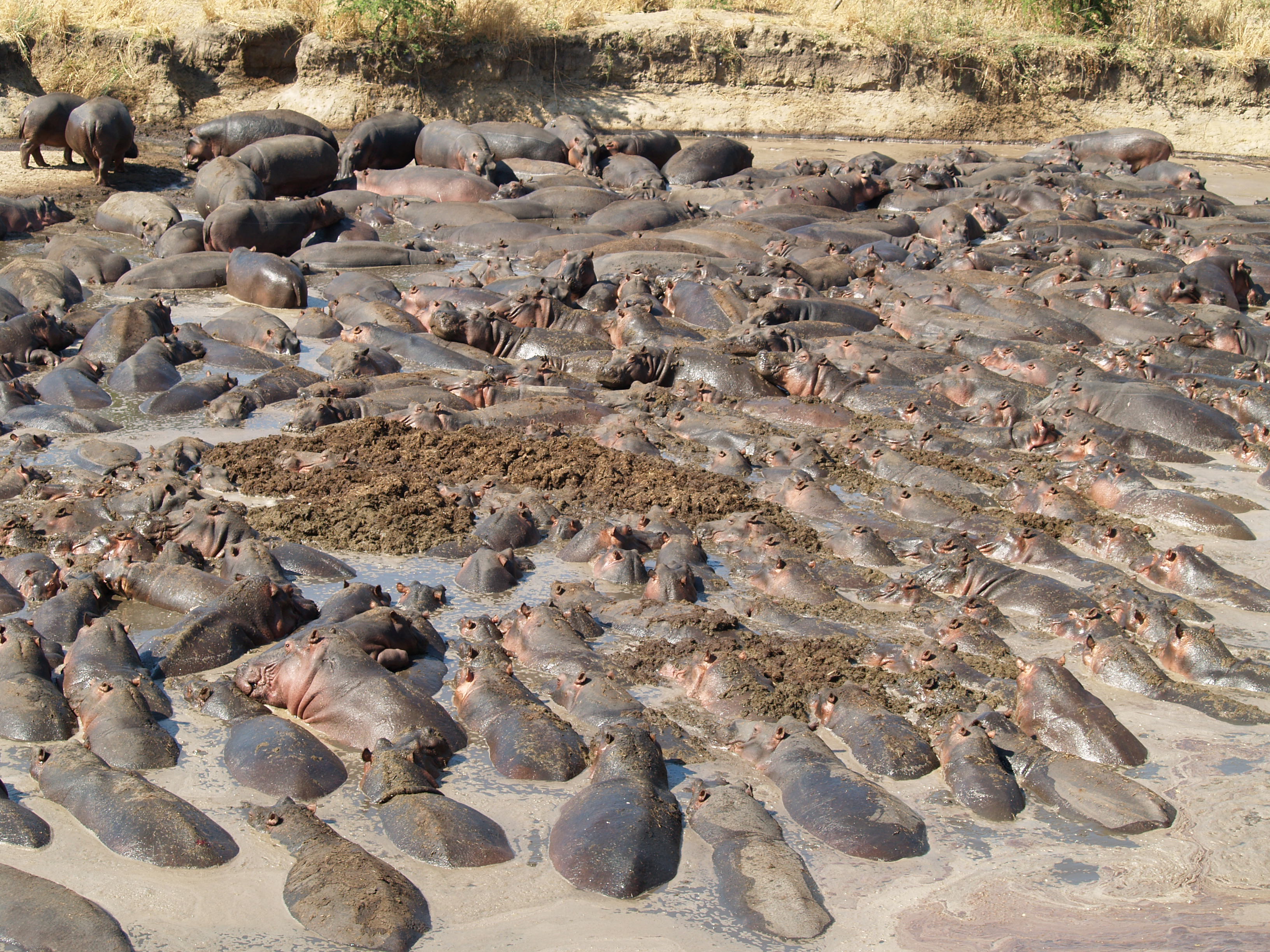 High concentration of hippos in October in Katavi National Park
